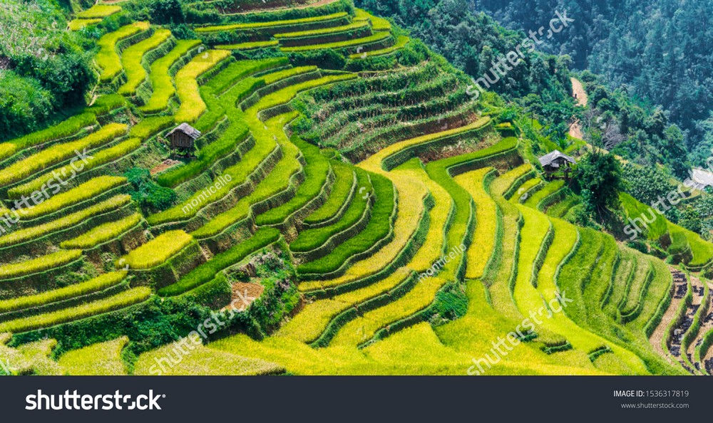 Ruộng bậc thang Tây Bắc MRBT-015